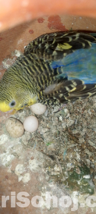 Budgerigar Running Pair